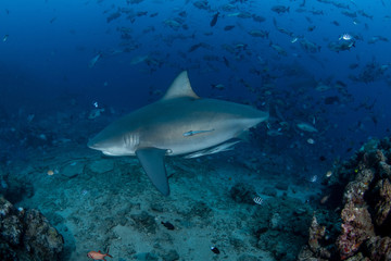 Bull Shark, Carcharhinus leucas in deep blue ocean