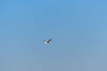Flying stork in the blue sky. Bird watching in Israel