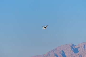 Minimalistic spring landscape with the flying stork in the blue sky. Bird watching in Eilat