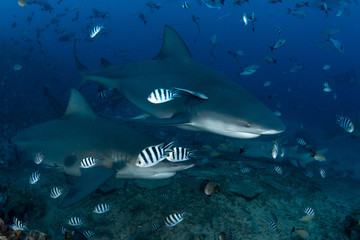 Bull Shark, Carcharhinus leucas in deep blue ocean