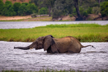 Elephant crossing the Chobe River in Chobe National Park, Botswana