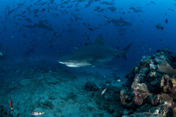 Bull Shark, Carcharhinus leucas in deep blue ocean