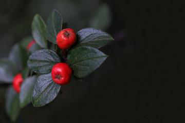 branch with red berries