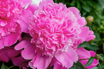 Bright pink blossoming peony flowers on green leaves background in spring and summer