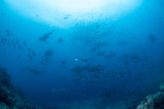 School Of Bull Shark, Carcharhinus Leucas