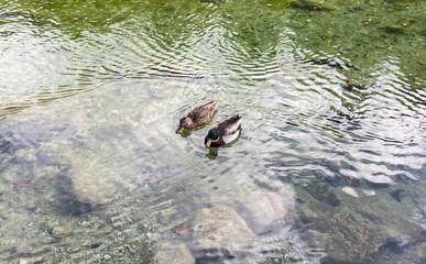 Entenpaar auf dem Wasser