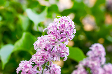Fototapeta na wymiar Blossoming branch of light purple lilac Syringa vulgaris flowers on green leaves background in the spring park.