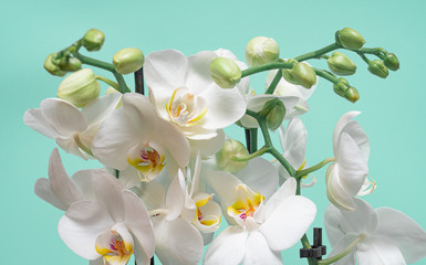 Fototapeta na wymiar White Orchid with large white flowers on a soft light background, many buds. Close up.