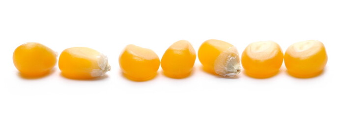Corn kernels for popcorn, isolated on white background, macro