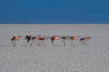 Fototapeta na wymiar Flamingos Salzsee