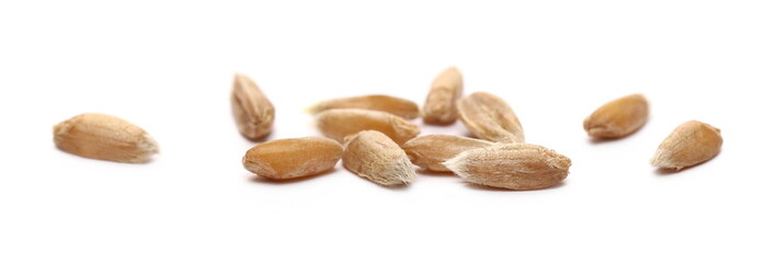 Spelt grains, kernels isolated on white background, macro