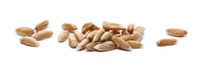 Spelt grains, kernels isolated on white background, macro