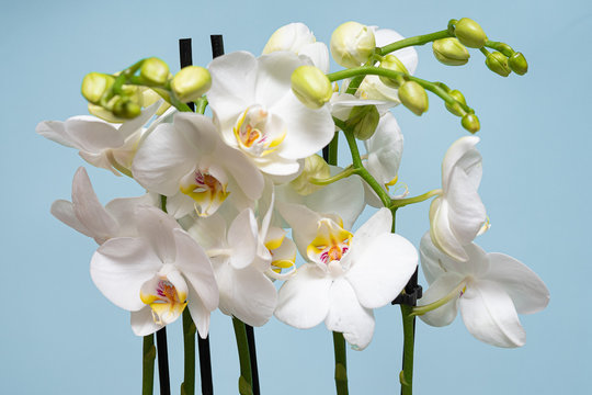 White Orchid with large white flowers on a soft light background, many buds. Close up.