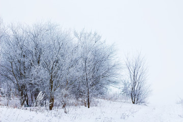 Snow-covered trees on a light background. Winter landscape_