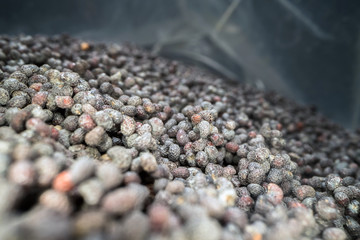 Inside the bag full of poppy seeds. Macro shot of dried pile of poppy seeds in a plastic bag