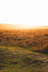 Fototapeta premium Beautiful autumn day at Veluwe National Parc in the Netherlands pink heather