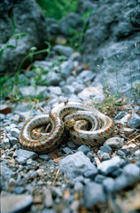 The European ratsnake or leopard snake (Zamenis situla), is a species of nonvenomous colubrid snake endemic to Europe, Asia Minor, and the Caucasus. P