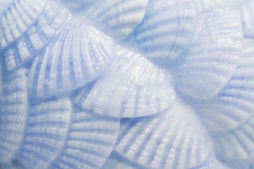 Background texture of small seashells closeup, macro