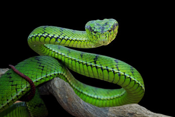 Green viper snake position attack on branch, animal closeup