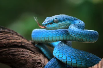 Fotobehang Blue viper snake closeup face, viper snake, blue insularis, Trimeresurus Insularis, animal closeup © kuritafsheen