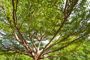 forest trees.nature green wood sunlight backgrounds