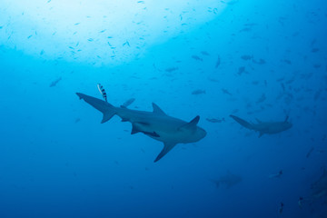 Bull Shark, Carcharhinus leucas in deep blue ocean