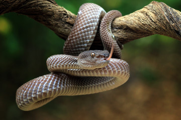 Fototapeta premium Manggrove pit viper closeup face on branch ready to attack, Trimeresurus purpureomaculatus