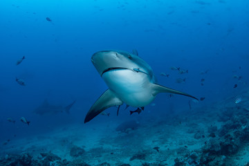 Fototapeta na wymiar Grey reef shark, Carcharhinus amblyrhynchos