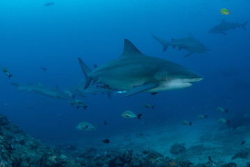 Fototapeta na wymiar Bull Shark, Carcharhinus leucas in deep blue ocean