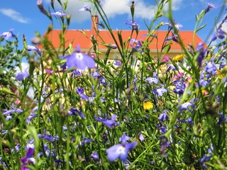 flowers on background of blue sky