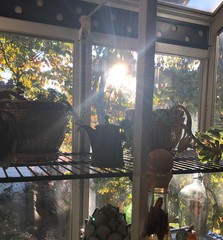 Morning sun coming through greenhouse window