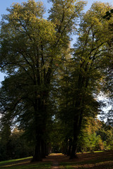 Parc public et automne