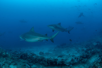 Naklejka na ściany i meble Bull Shark, Carcharhinus leucas in deep blue ocean