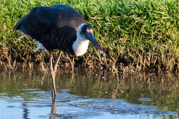 Wooly necked Stork, South AFrica, wading in water