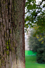 De l'écorce dans le parc