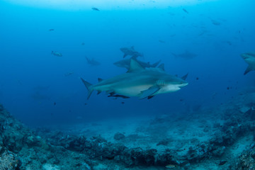 Fototapeta na wymiar School of Bull Shark, Carcharhinus leucas