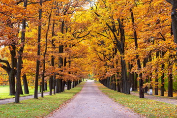 Oak alley in Catherine park in autumn, Tsarskoe Selo (Pushkin), St. Petersburg, Russia