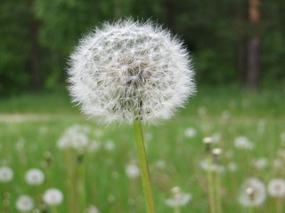 dandelion on background of green grass