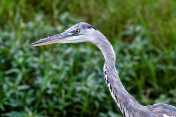 Grey Heron against green grass, South Africa