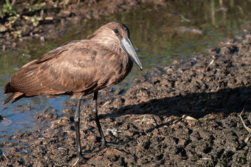 Hammerkop bird, Hammer head, South Africa