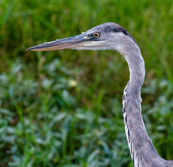 Grey Heron against green grass, South Africa