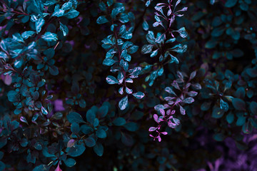 Green leaves pattern background, Natural background and wallpaper