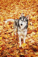 Husky dog ​​in the park in autumn, dog for the calendar