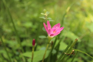 Single lily in the garden with green background with close up shot