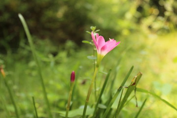 Single lily in the garden with green background with close up shot