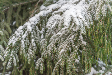 winter christmas background from fir branches in the snow