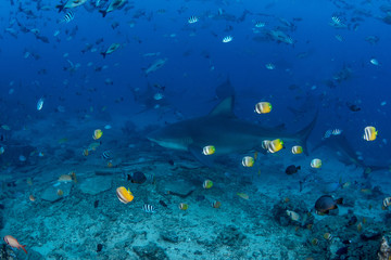 Bull Shark, Carcharhinus leucas