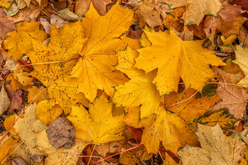 abstract background of autumn foliage in the park