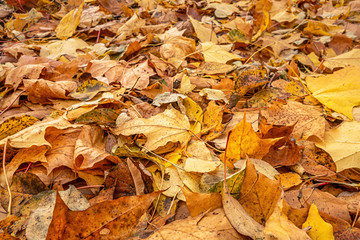 abstract background of autumn foliage in the park