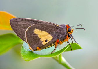 Closeup beautiful butterfly in a summer garden © blackdiamond67